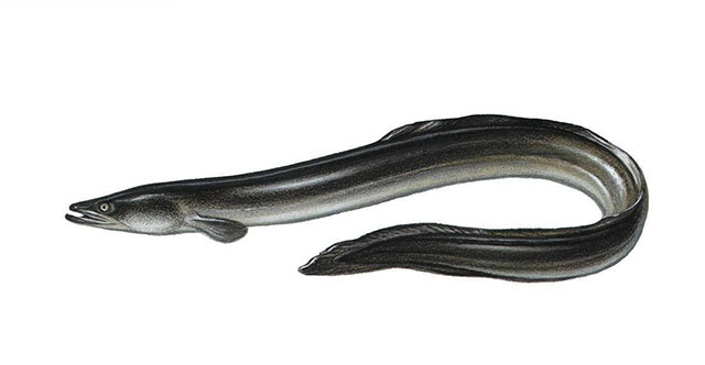 eel