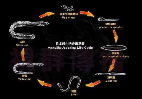 eel live cycle