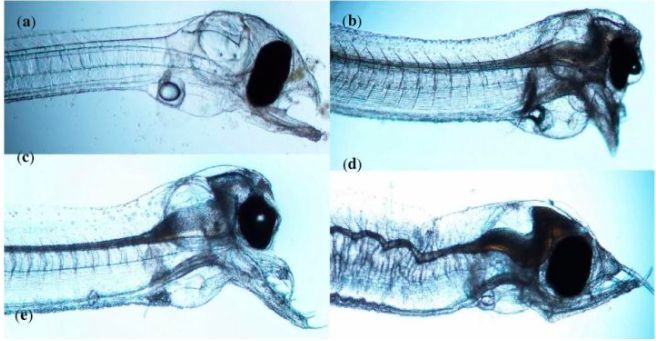 Leptocephalus