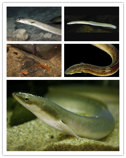 species of eels