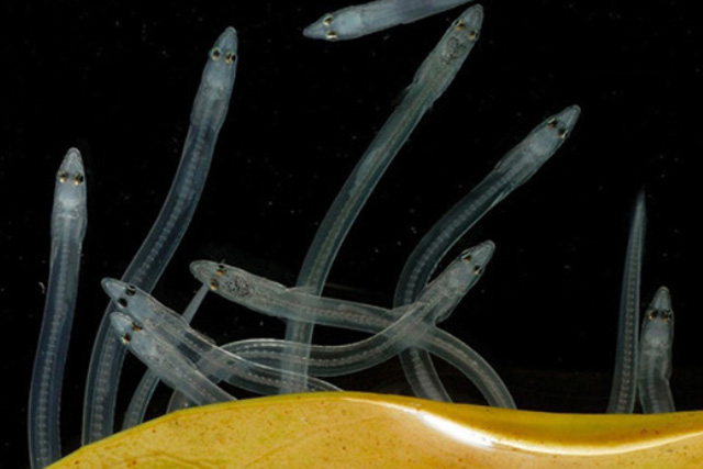 glass eel