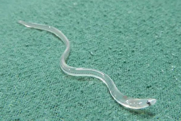 glass eel-1