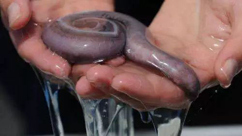 hagfish