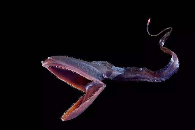 gulper eel 