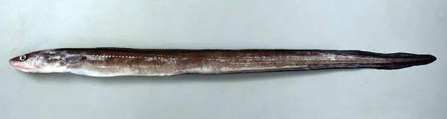 Conger japonicus Bleeker