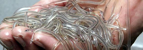 glass eel-1