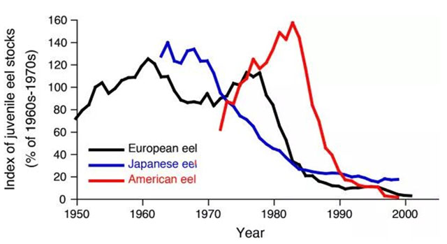 eel production