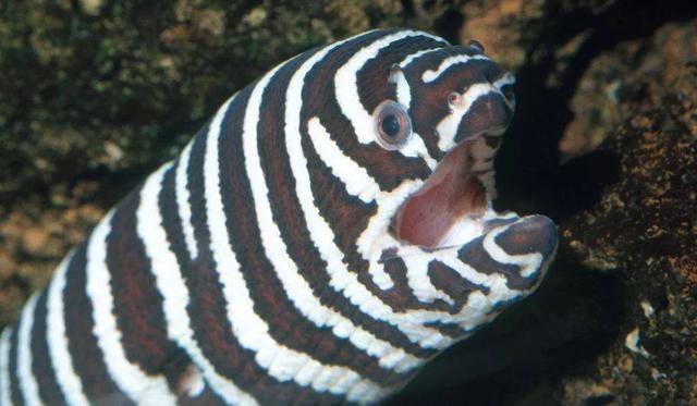 zebra eel