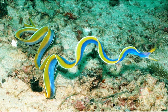 ribbon eel 