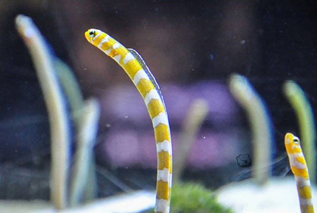 garden eel