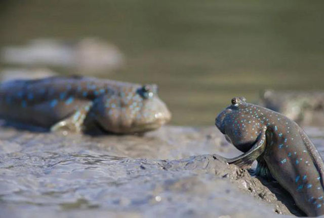 mudskipper