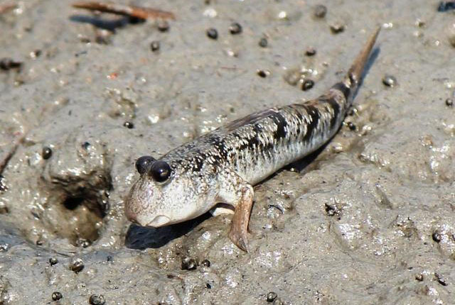 mudskipper search for food