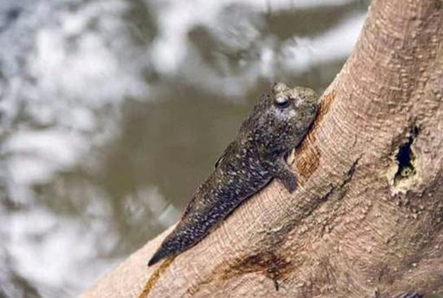 mudskipper on the tree