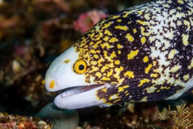 snowflake eel in the sea