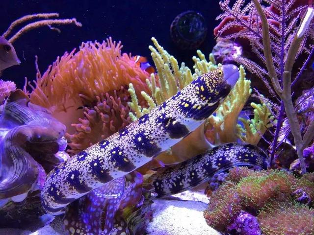 snowflake eel